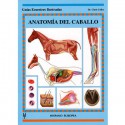 Guía Ecuestre: Anatomía del caballo